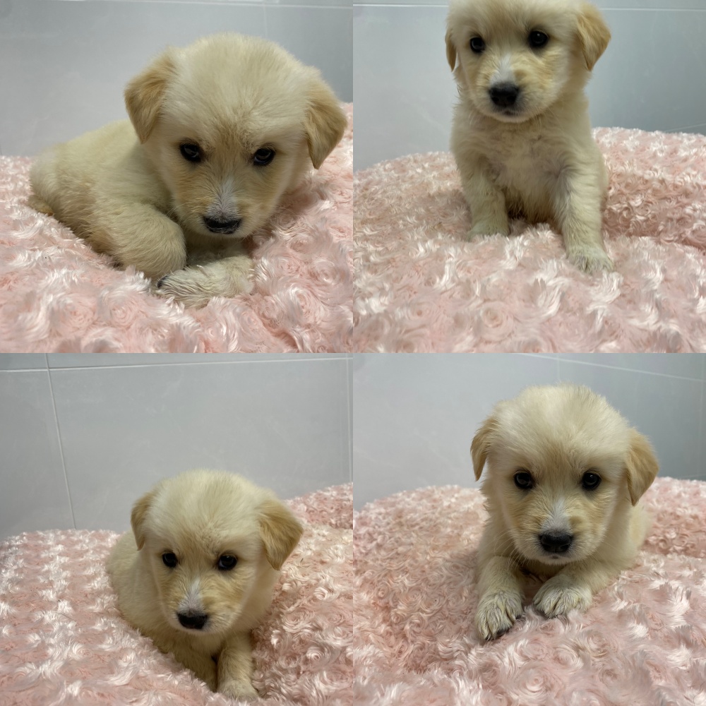 종료(반환) 믹스견…